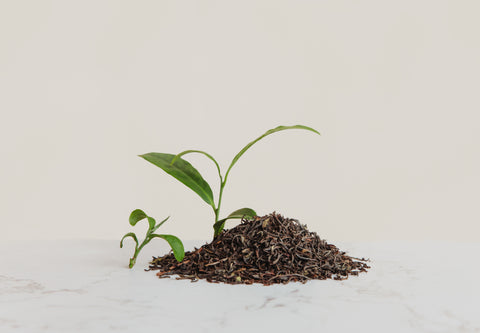 English Breakfast - TwisTea