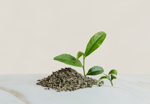 Pure Green - TwisTea