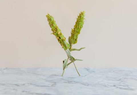 Greek Mountain Tea - TwisTea